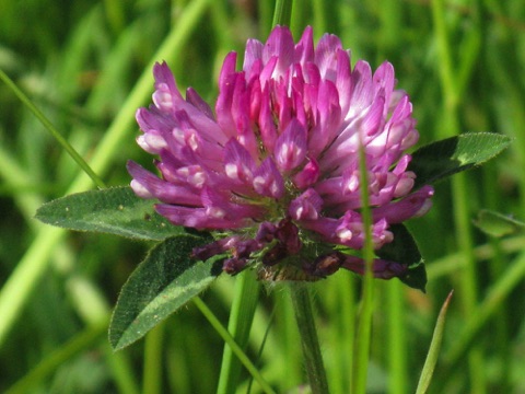 Red clover